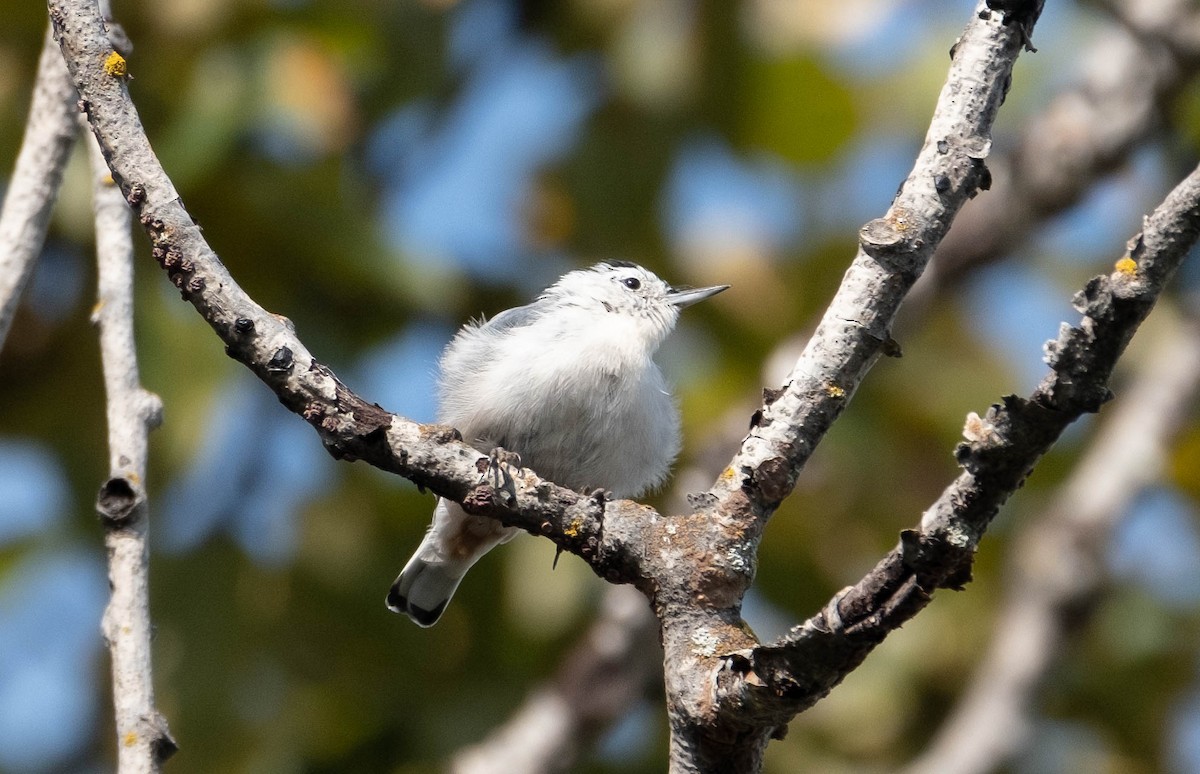 White-breasted Nuthatch - ML484144591