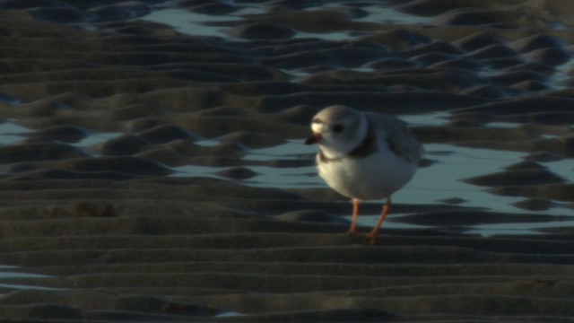 Piping Plover - ML484145