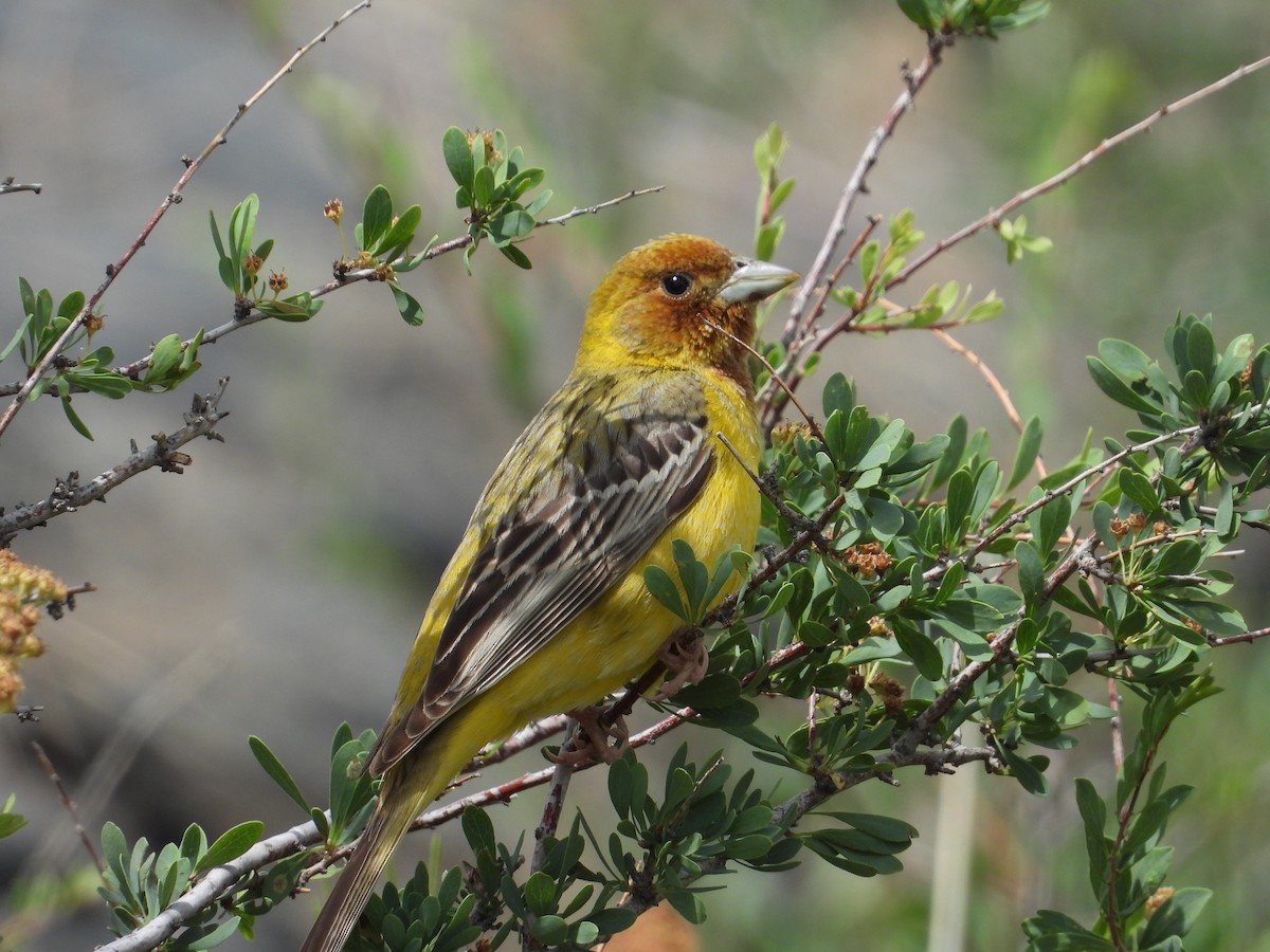 Red-headed Bunting - ML484145671