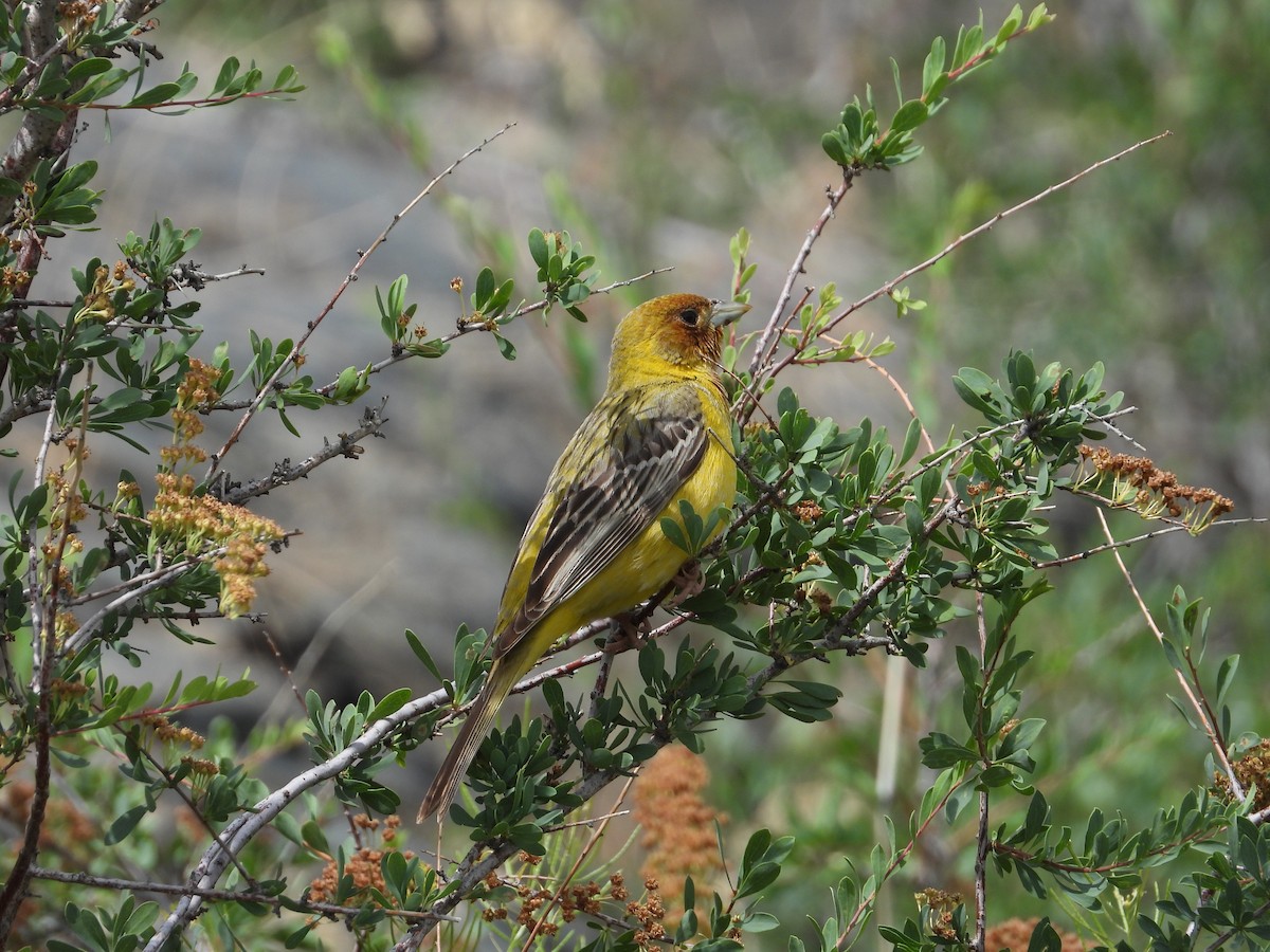 Red-headed Bunting - ML484145891