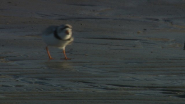 Piping Plover - ML484146