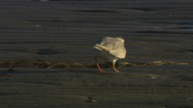 Piping Plover - ML484147