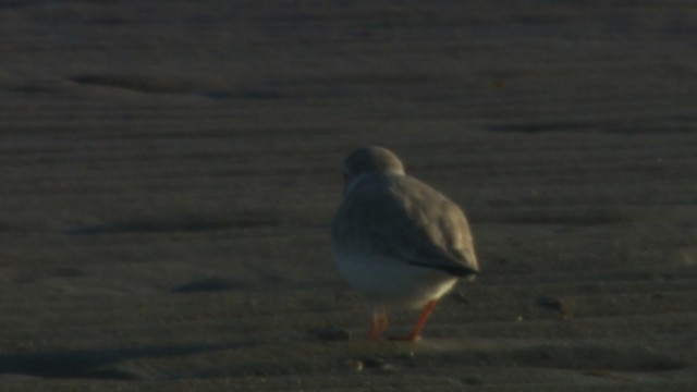 Piping Plover - ML484148