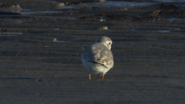 Piping Plover - ML484149