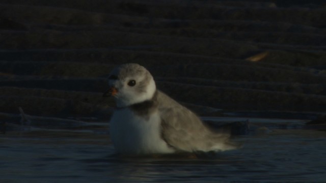 Piping Plover - ML484150