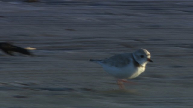 Piping Plover - ML484152