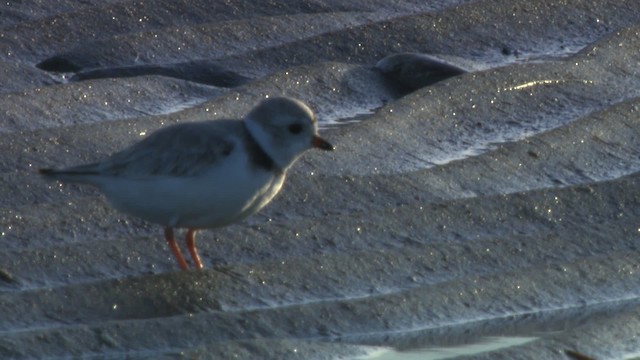 Piping Plover - ML484153