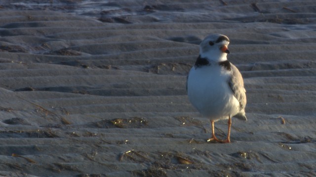 Piping Plover - ML484154