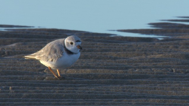 Piping Plover - ML484155