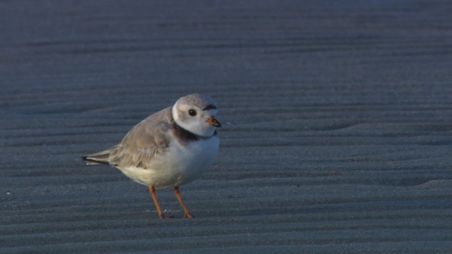 Piping Plover - ML484157
