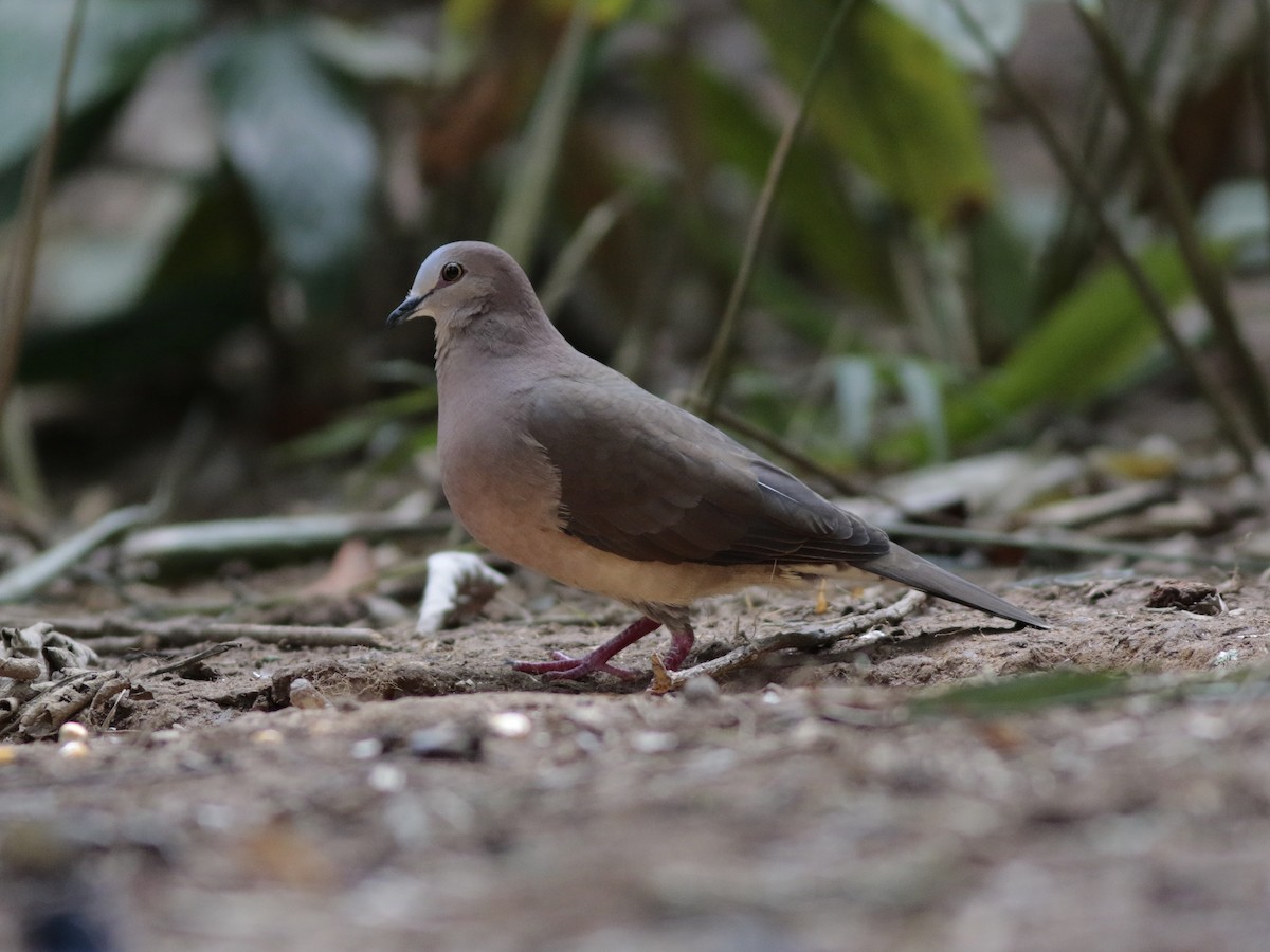 Gray-fronted Dove - ML484157521