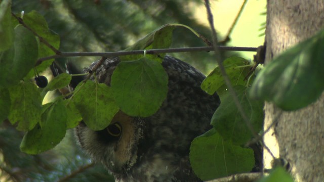 Long-eared Owl (American) - ML484162