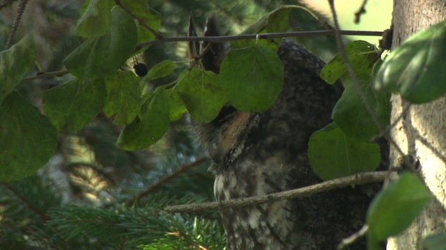 Long-eared Owl (American) - ML484163