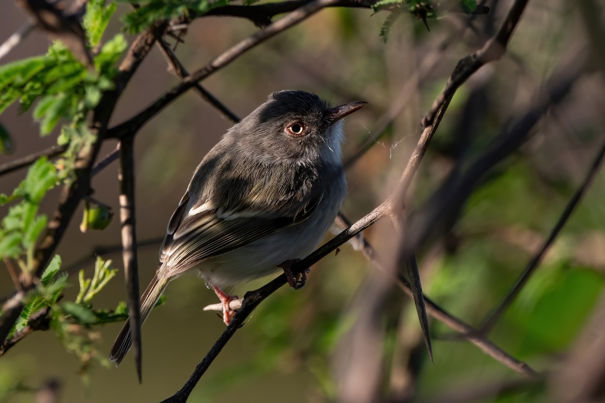 Pearly-vented Tody-Tyrant - ML484163391