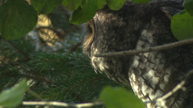 Long-eared Owl (American) - ML484166