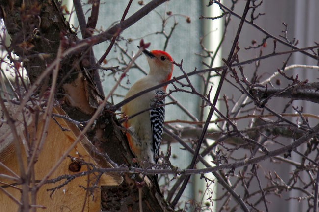Red-bellied Woodpecker - Larry & Jan Kraemer
