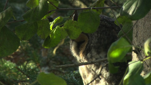 Long-eared Owl (American) - ML484170