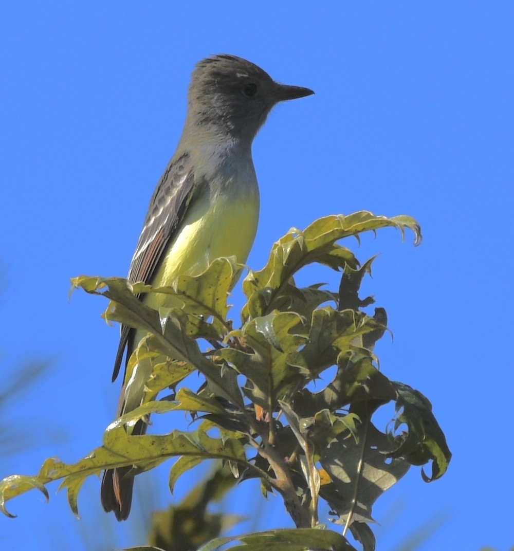 Great Crested Flycatcher - ML484170651