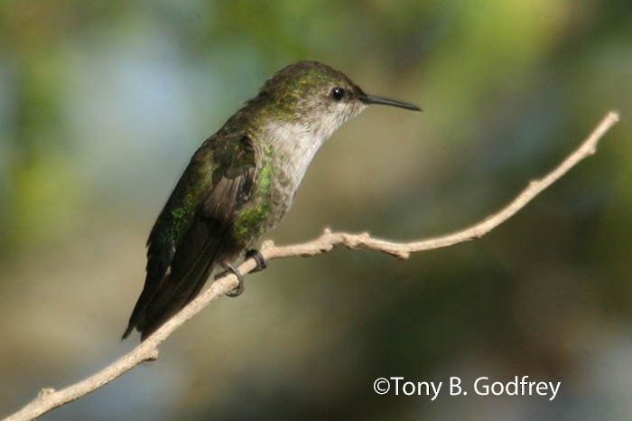 Vervain Hummingbird - Tony Godfrey
