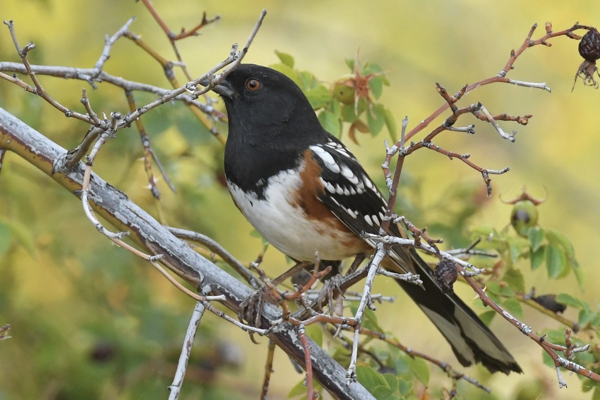 Spotted Towhee - ML484177811