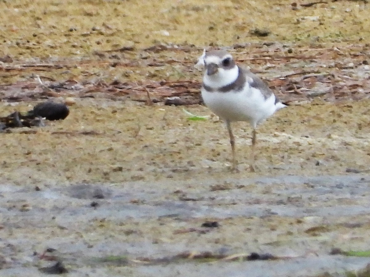 Semipalmated Plover - ML484182771