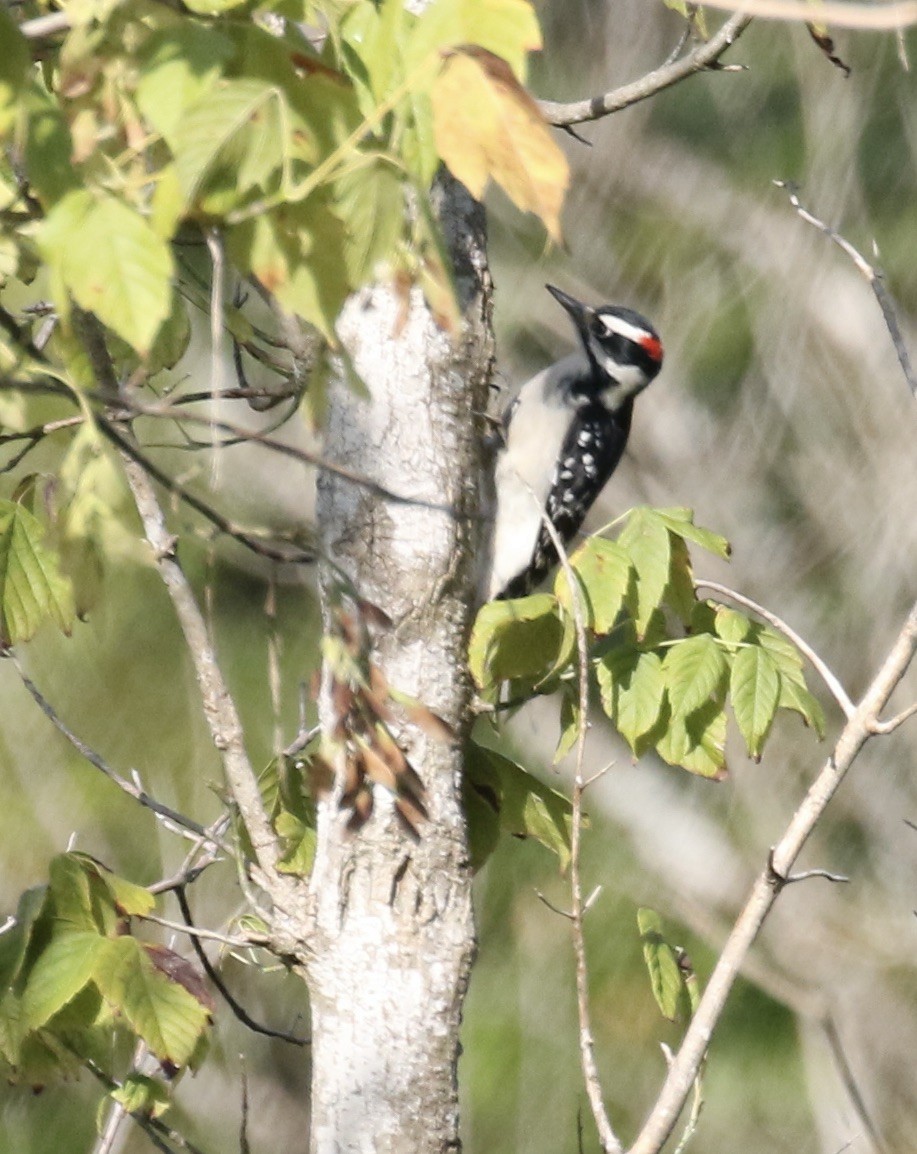 Hairy Woodpecker - ML484185161