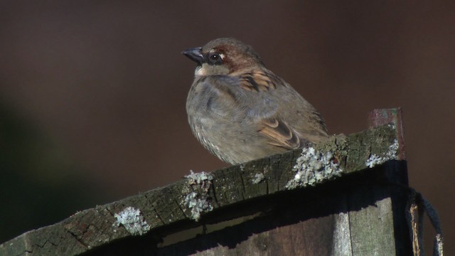 House Sparrow - ML484194
