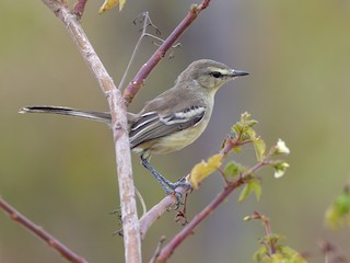  - Bahia Wagtail-Tyrant