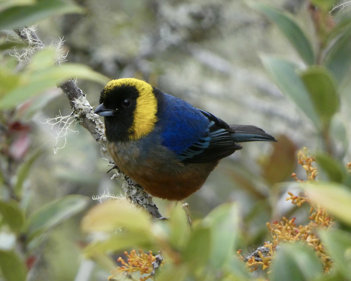 Golden-collared Tanager - ML484205371