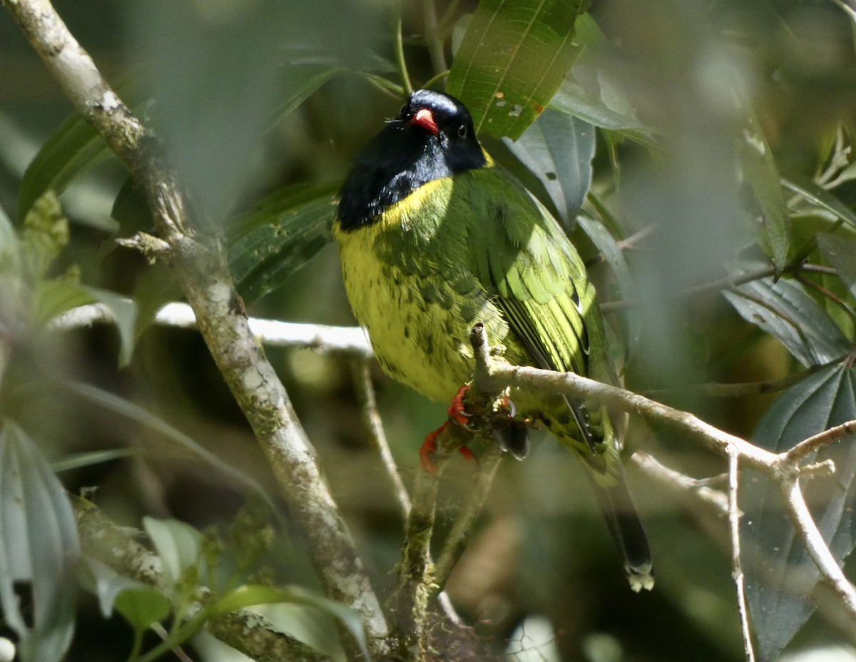 Band-tailed Fruiteater - ML484205751