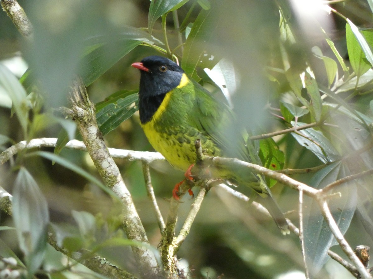 Band-tailed Fruiteater - ML484205761