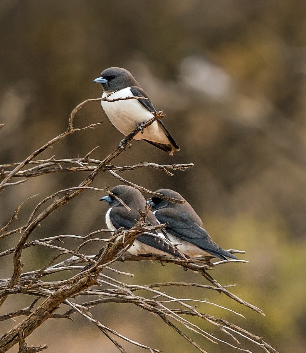 White-breasted Woodswallow - ML484206391