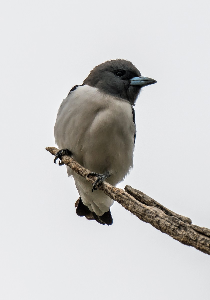 White-breasted Woodswallow - ML484206401