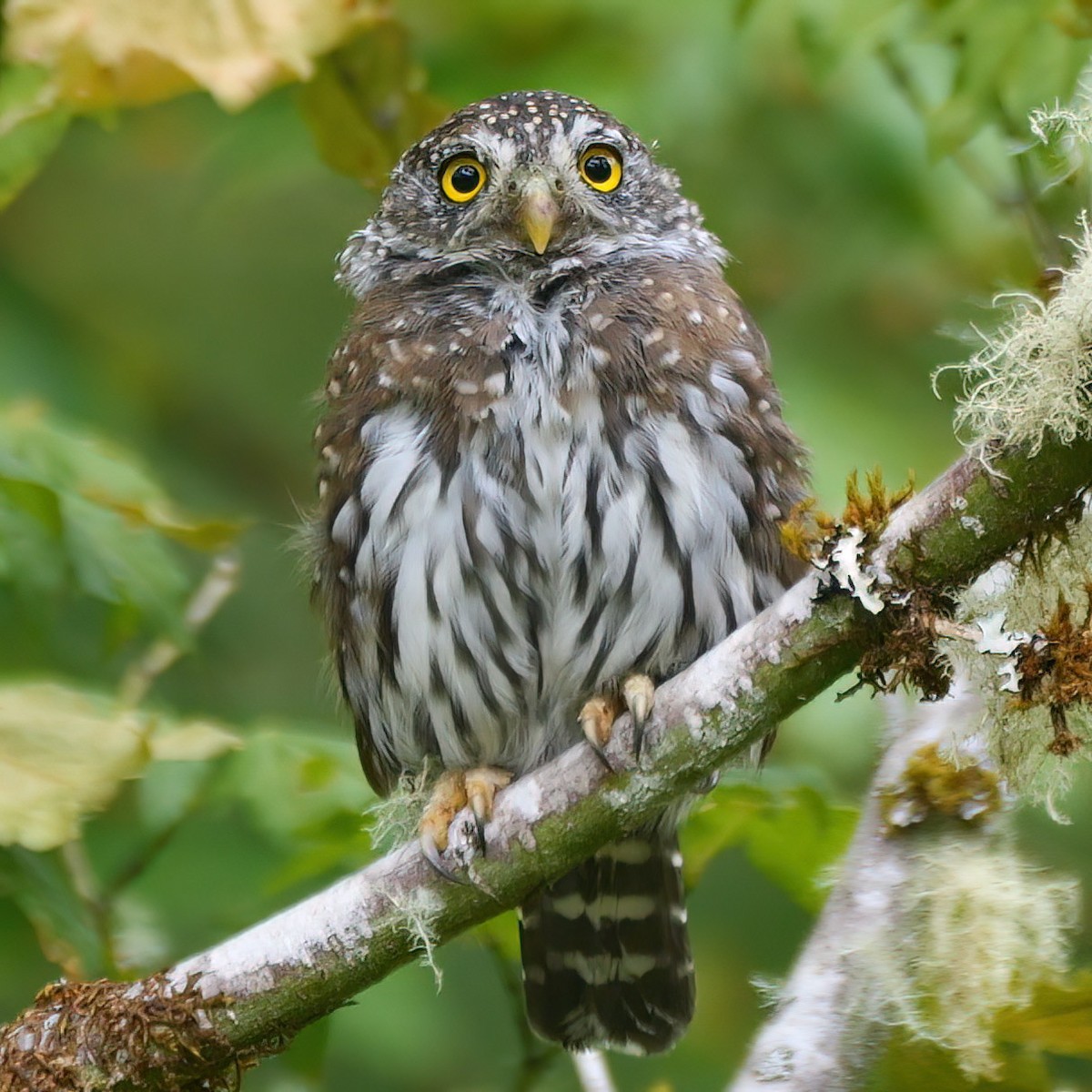 Northern Pygmy-Owl - ML484215031