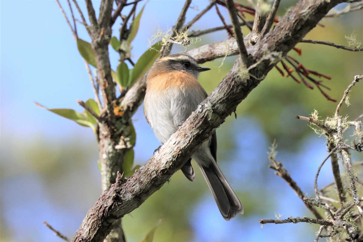 Rufous-breasted Chat-Tyrant - ML484221801