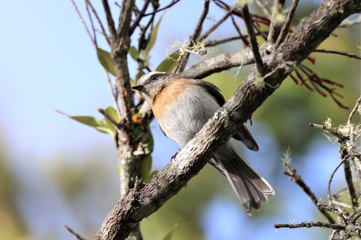 Rufous-breasted Chat-Tyrant - ML484221811