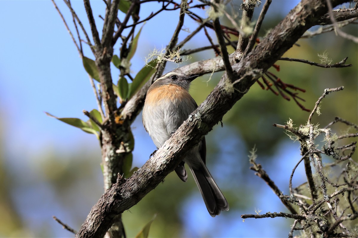 Rufous-breasted Chat-Tyrant - ML484221821
