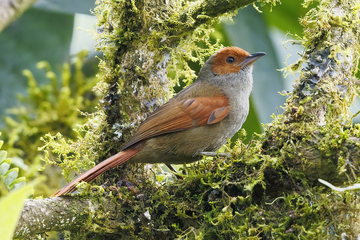 Red-faced Spinetail - ML484222191