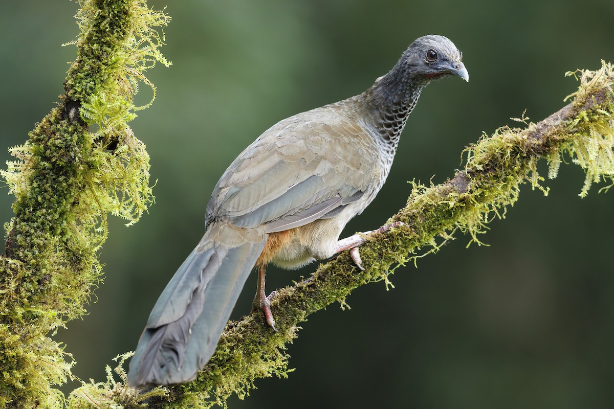 eBird Checklist - 30 Aug 2022 - La Florida - Bosque de Las Aves - 39 ...
