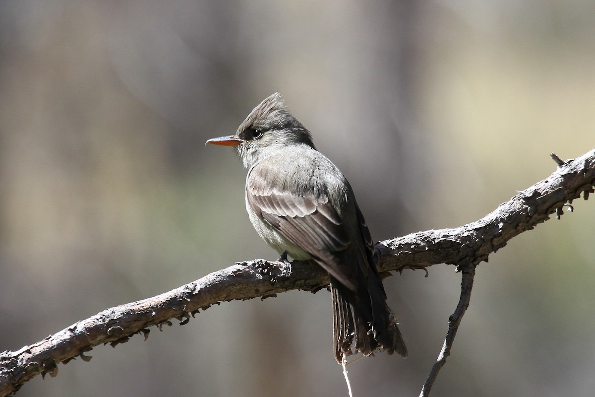 Greater Pewee - ML484224581