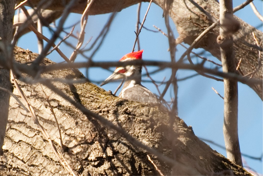 Pileated Woodpecker - Christopher Brown