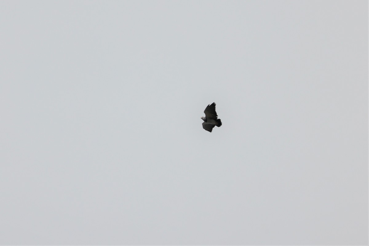 Black-chested Buzzard-Eagle - ML484225621