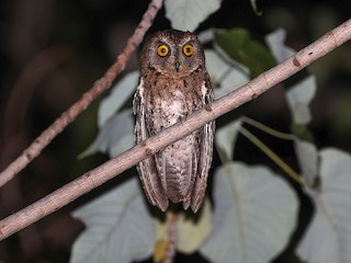  - Wetar Scops-Owl