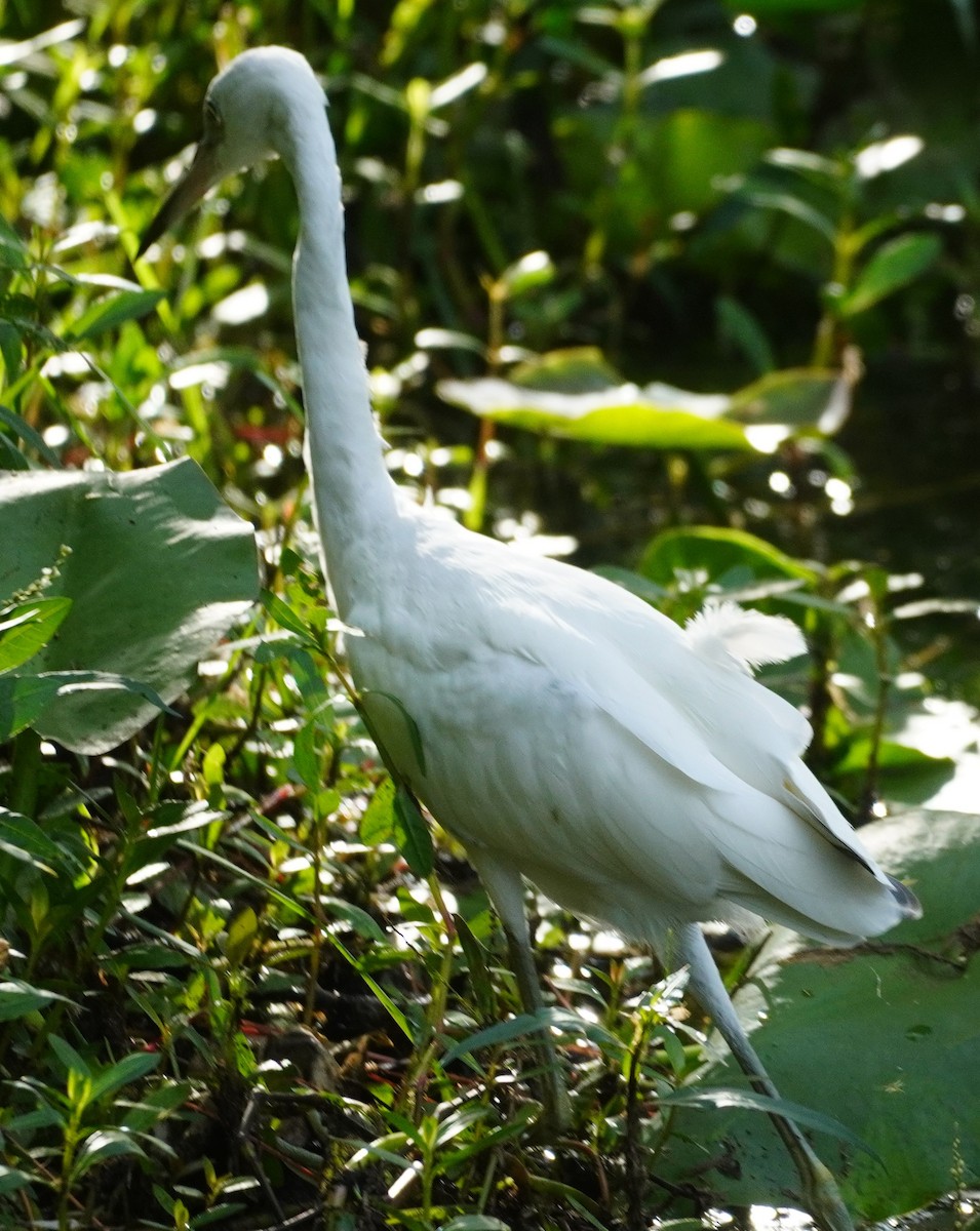 EBird Checklist 14 Sep 2022 Double Hammock Creek 34 Species