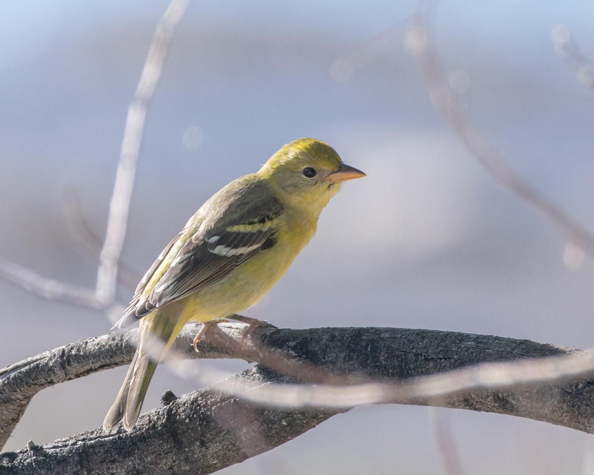 Western Tanager - ML484230631