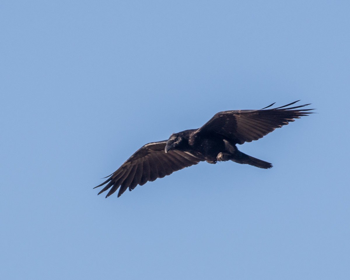 Common Raven - ML484230841
