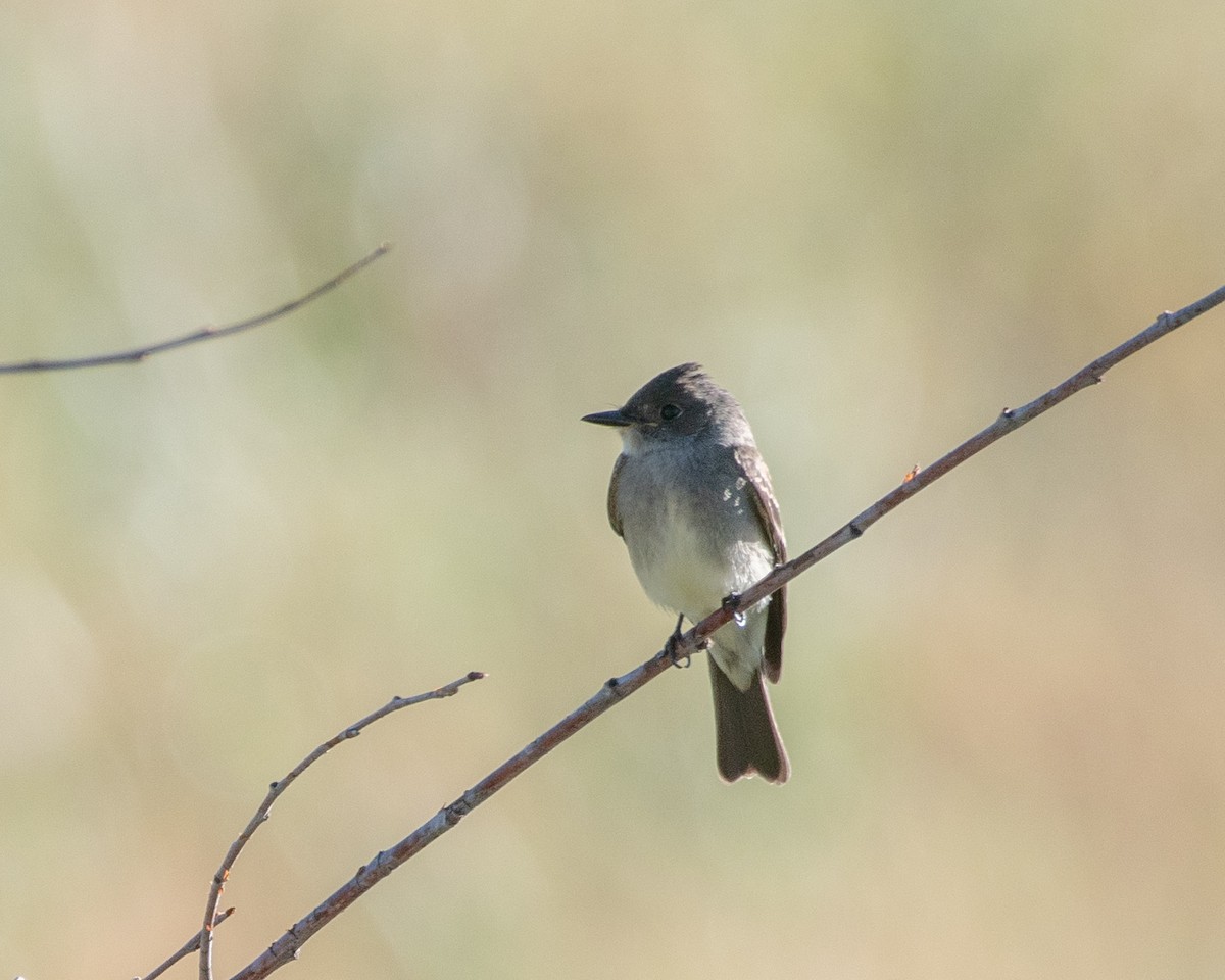 Western Wood-Pewee - Becca Cockrum