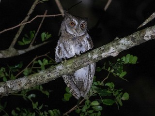  - Moluccan Scops-Owl (Moluccan)