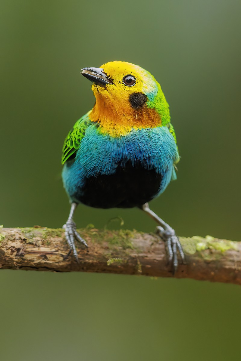Multicolored Tanager - ML484240691