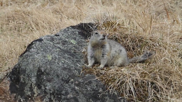 Arctic ground squirrel - ML484242